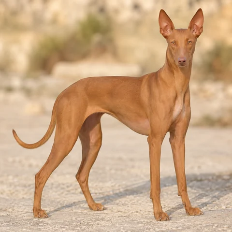 Pharaoh Hound · AI-generated realistic breed image, for visual reference.