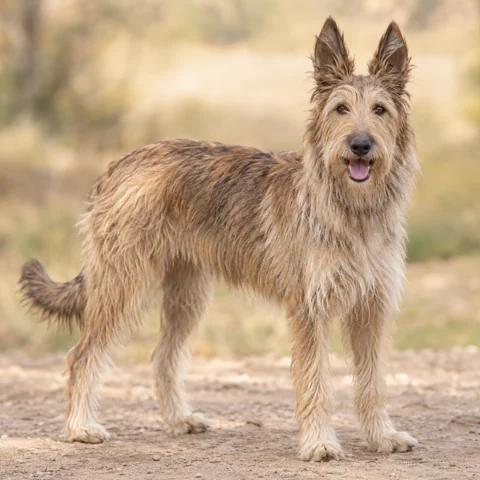 Picardy Sheepdog · AI-generated realistic breed image, for visual reference.