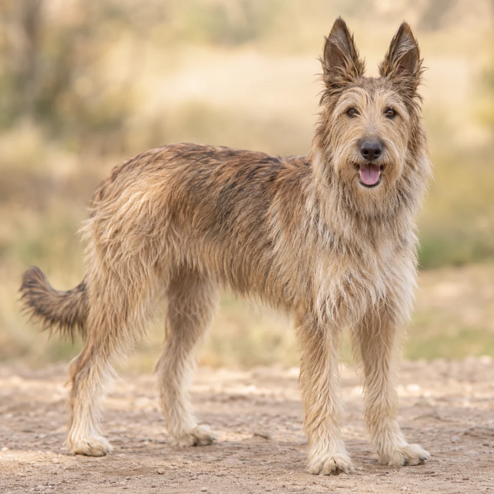 Picardy Sheepdog · AI 生成的写实犬种图像,供外观参考。