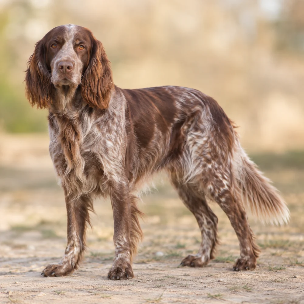 Picardy Spaniel · 외형 참고용 AI 생성 사실적 견종 이미지입니다.