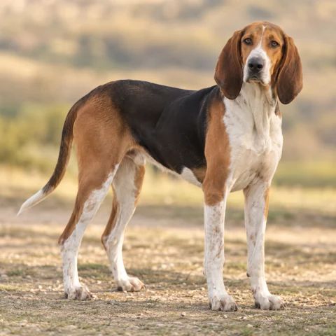 Poitevin · AI-generated realistic breed image, for visual reference.