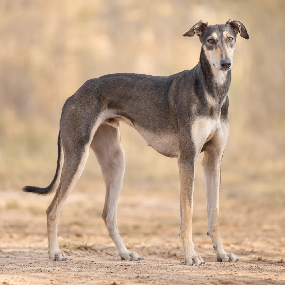 Polish Greyhound · AI 生成的写实犬种图像,供外观参考。