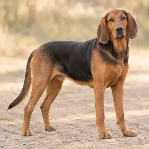 Polish Hound · AI-generated realistic breed image, for visual reference.