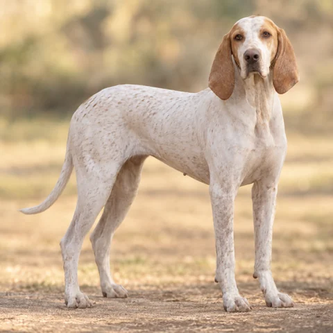 Porcelaine · AI-generated realistic breed image, for visual reference.