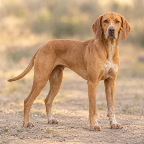 Portuguese Pointing Dog · AI-generated realistic breed image, for visual reference.