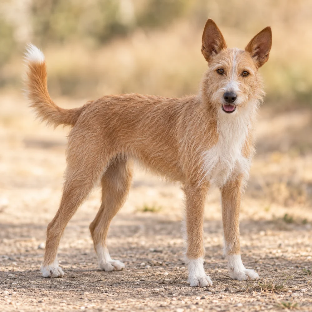 Portuguese Warren Hound-Portuguese Podengo · AI 生成的写实犬种图像,供外观参考。