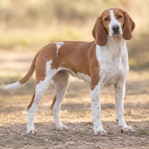 Posavatz Hound · AI-generated realistic breed image, for visual reference.