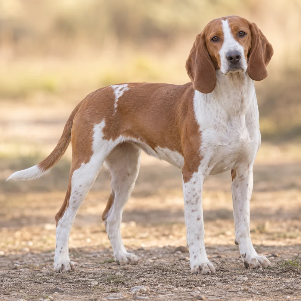 Posavatz Hound · AI 生成的写实犬种图像,供外观参考。