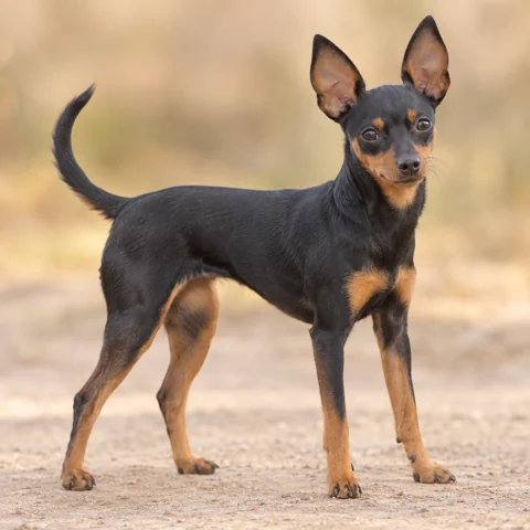 Prague Ratter · AI-generated realistic breed image, for visual reference.