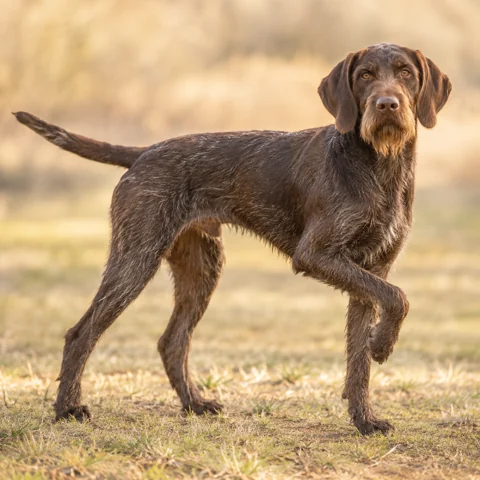 Pudelpointer · AI-generated realistic breed image, for visual reference.