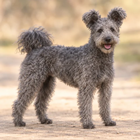 Pumi · AI-generated realistic breed image, for visual reference.