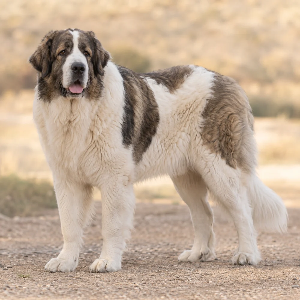 Pyrenean Mastiff · AI 生成的写实犬种图像,供外观参考。