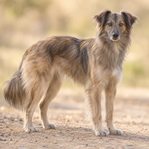 Pyrenean Sheepdog - Smooth Faced · AI-generated realistic breed image, for visual reference.