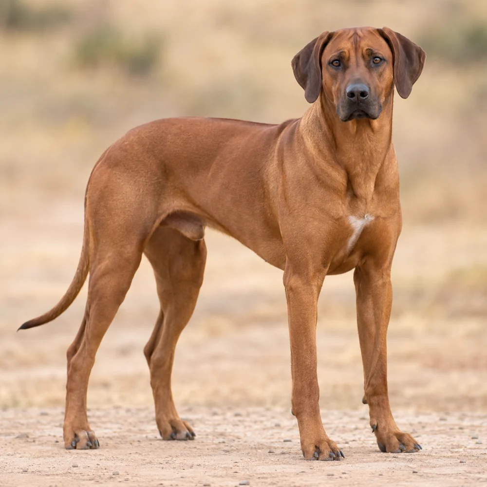 Rhodesian Ridgeback · AI生成の写実的な犬種画像。外見の参考用です。