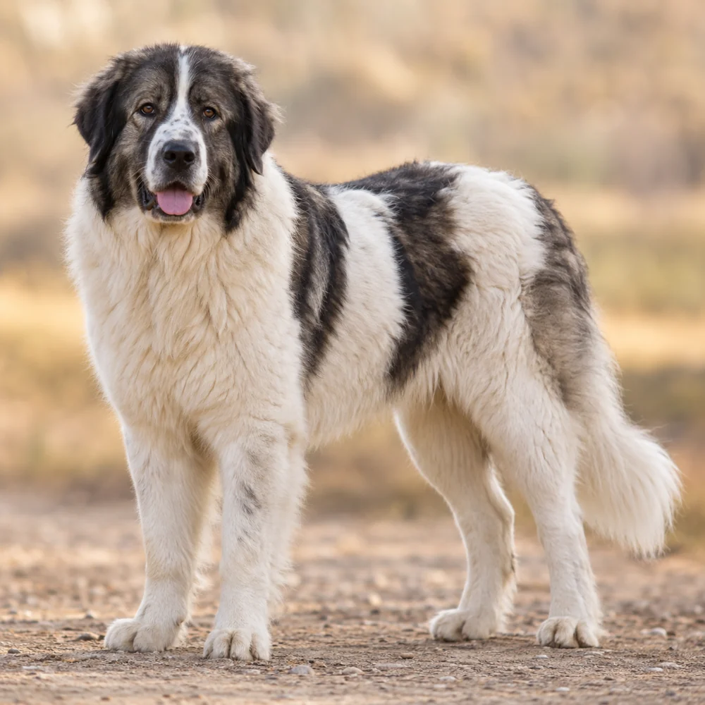 Romanian Bucovina Shepherd · AI-generated realistic breed image, for visual reference.