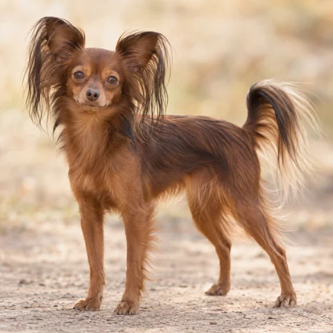 Russian Toy · AI-generated realistic breed image, for visual reference.