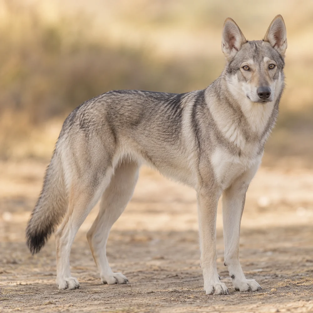 Saarloos Wolfhond · 외형 참고용 AI 생성 사실적 견종 이미지입니다.