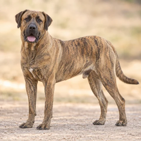 Saint Miguel Cattle Dog · AI-generated realistic breed image, for visual reference.