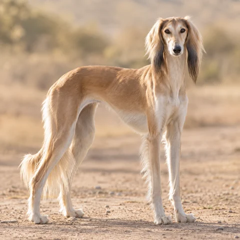 Saluki · AI-generated realistic breed image, for visual reference.
