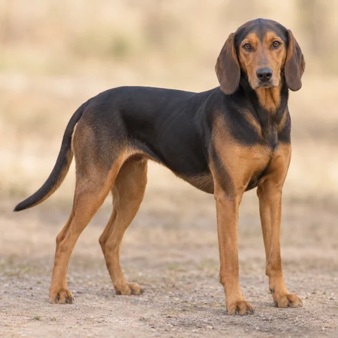Schillerstövare · AI-generated realistic breed image, for visual reference.