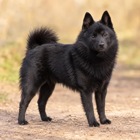 Schipperke · AI-generated realistic breed image, for visual reference.