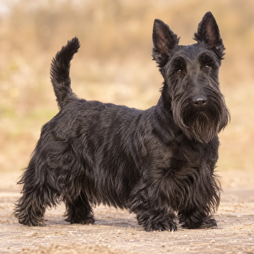 Scottish Terrier · AI 生成的写实犬种图像,供外观参考。
