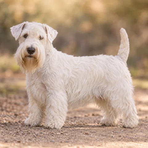 Sealyham Terrier · AI-generated realistic breed image, for visual reference.