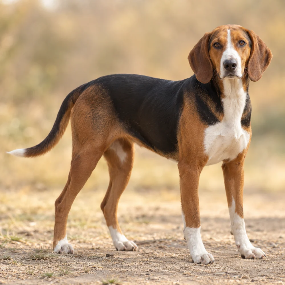 Serbian Tricolour Hound · 외형 참고용 AI 생성 사실적 견종 이미지입니다.