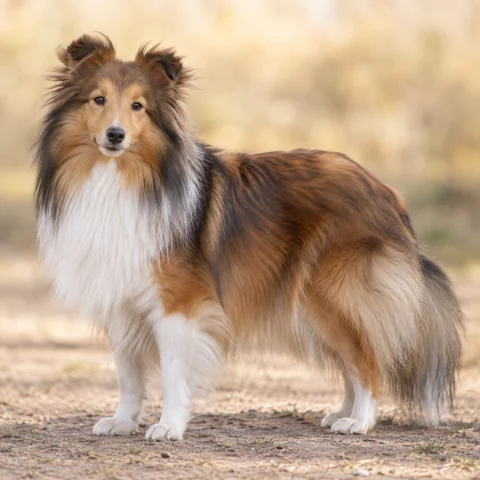 Shetland Sheepdog · AI-generated realistic breed image, for visual reference.
