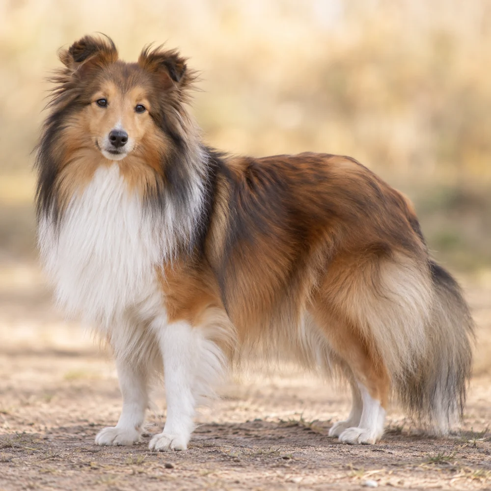 Shetland Sheepdog · AI 生成的写实犬种图像,供外观参考。