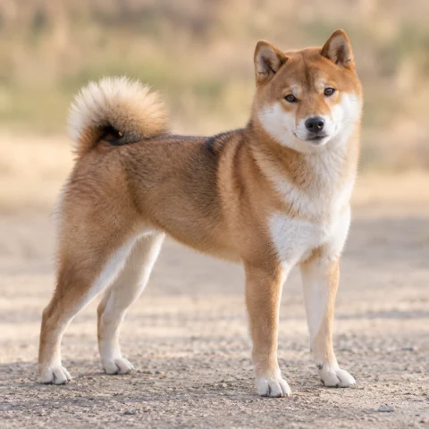 柴犬 · AI 生成的写实犬种图像，供外观参考。