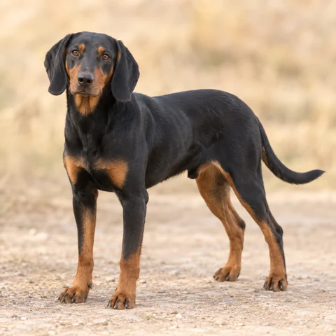 Slovakian Hound · AI-generated realistic breed image, for visual reference.