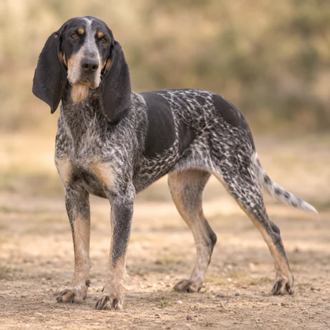 Small Blue Gascony · AI-generated realistic breed image, for visual reference.