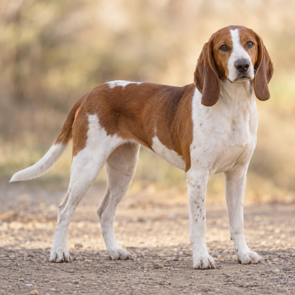 Small Swiss Hound · 외형 참고용 AI 생성 사실적 견종 이미지입니다.