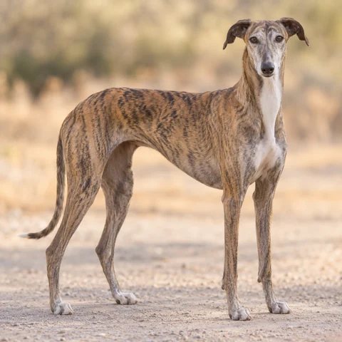 Spanish Greyhound · AI-generated realistic breed image, for visual reference.