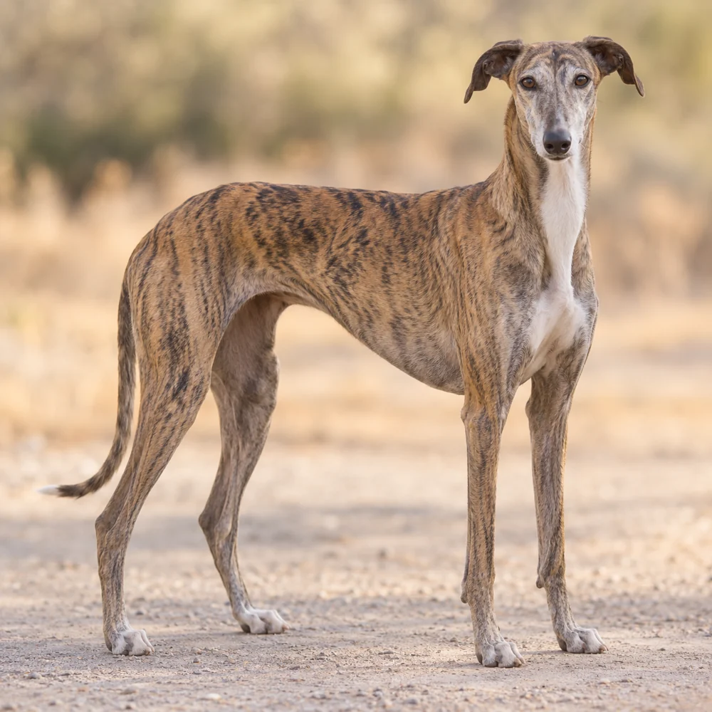 Spanish Greyhound · AI 生成的写实犬种图像,供外观参考。