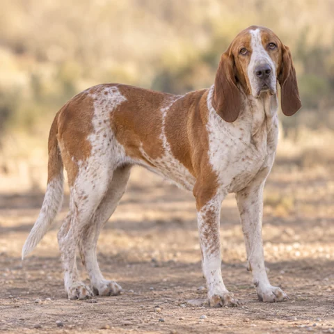 Spanish Hound · AI-generated realistic breed image, for visual reference.