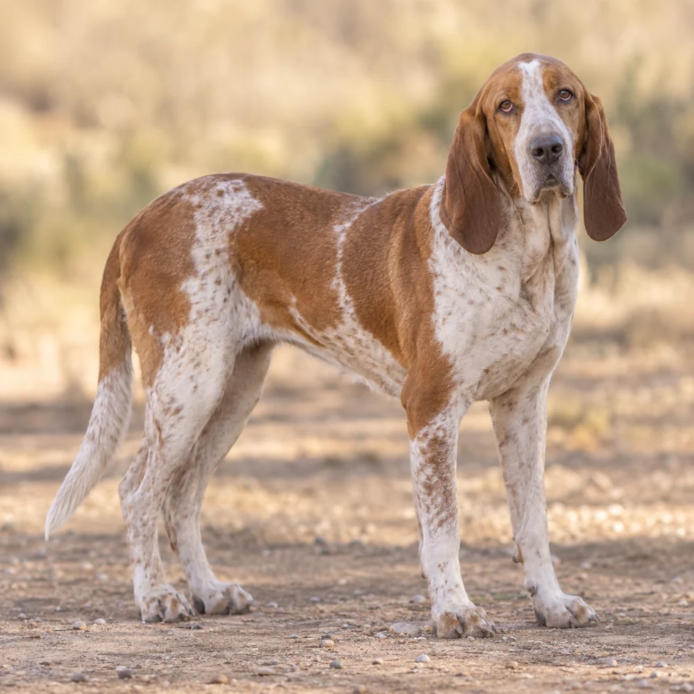 Spanish Hound · AI 生成的写实犬种图像,供外观参考。