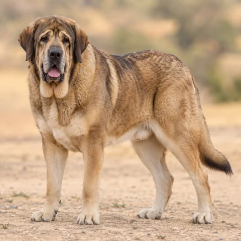 Spanish Mastiff · AI-generated realistic breed image, for visual reference.