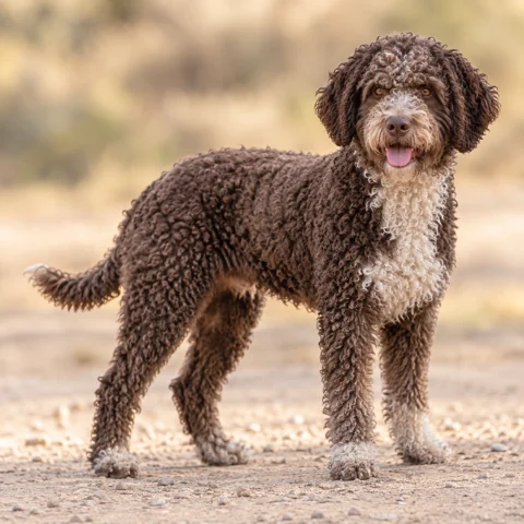 Spanish Water Dog · AI-generated realistic breed image, for visual reference.