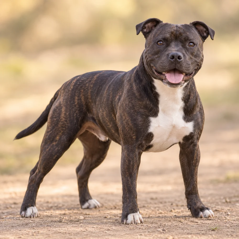 Staffordshire Bull Terrier · AI 生成的写实犬种图像,供外观参考。