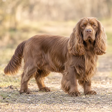 Sussex Spaniel · AI-generated realistic breed image, for visual reference.