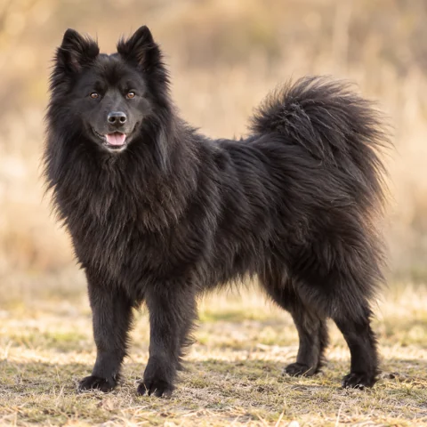 Swedish Lapphund · AI-generated realistic breed image, for visual reference.