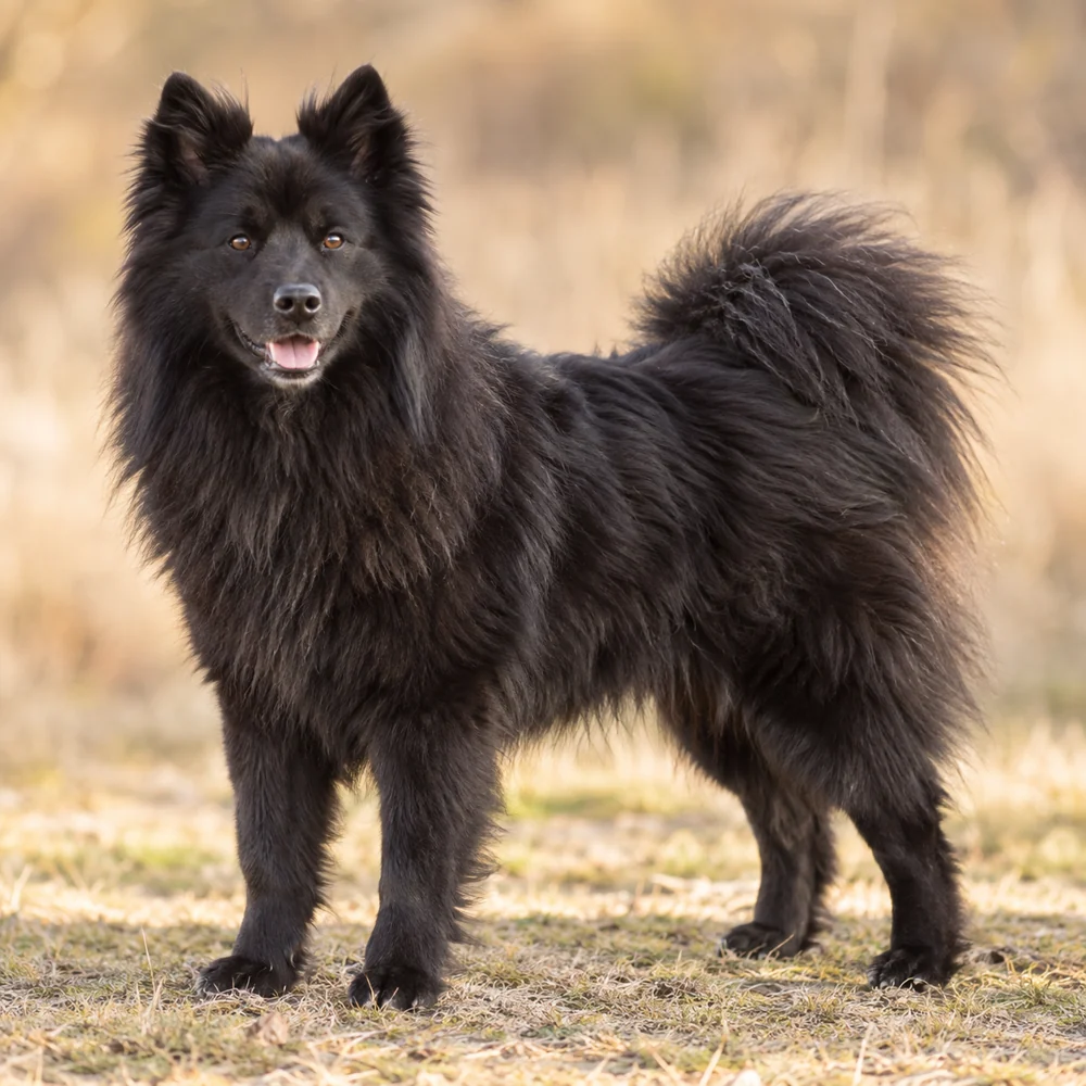 Swedish Lapphund · AI 生成的写实犬种图像,供外观参考。
