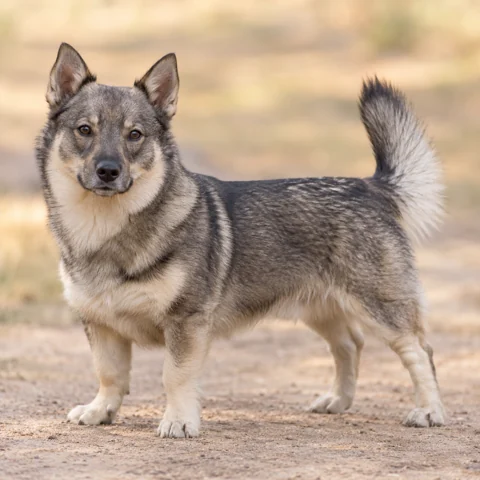 Swedish Vallhund · AI-generated realistic breed image, for visual reference.