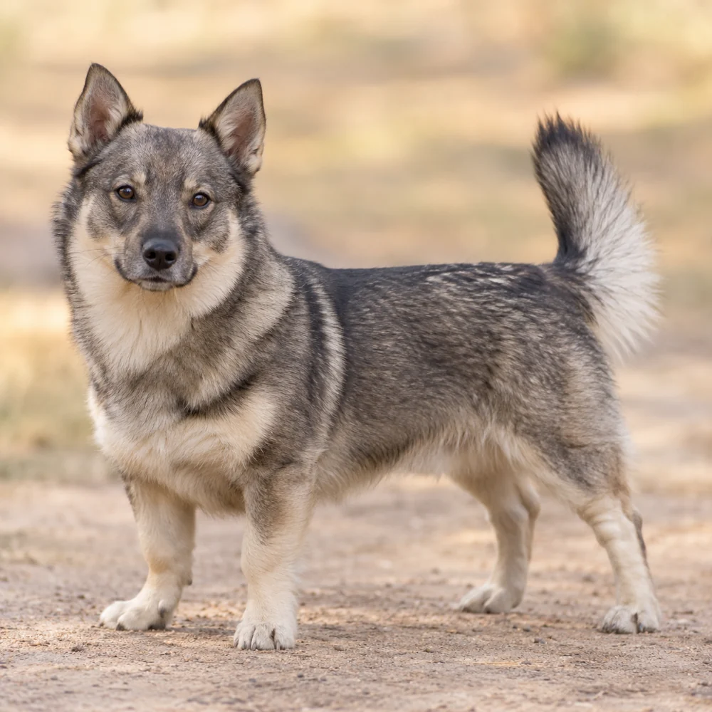 Swedish Vallhund · AI 生成的写实犬种图像,供外观参考。