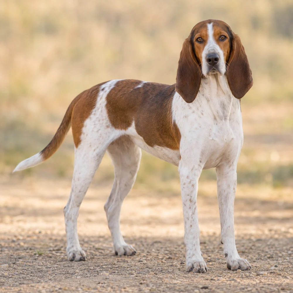 Swiss Hound · AI 生成的写实犬种图像,供外观参考。