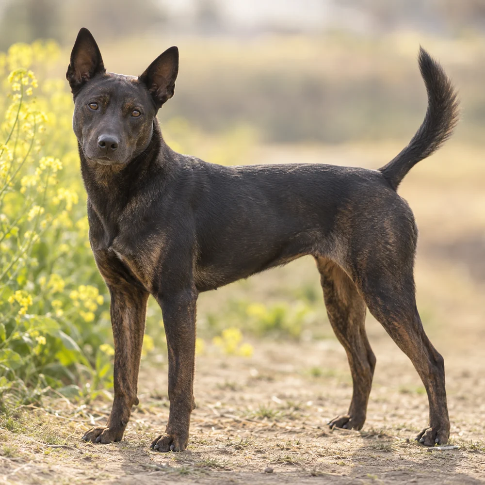 Taiwan Dog · AI生成の写実的な犬種画像。外見の参考用です。