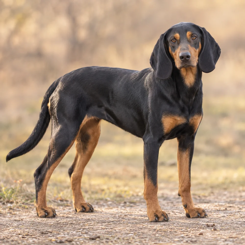 Tatra Hound · AI 生成的写实犬种图像,供外观参考。