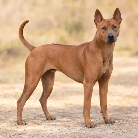 Thai Ridgeback Dog · AI-generated realistic breed image, for visual reference.